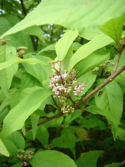 Callicarpa bodinieri var.giraldii fleur P17